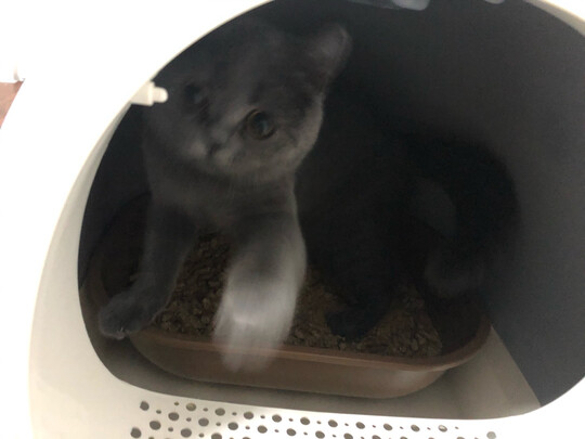 猫砂盆