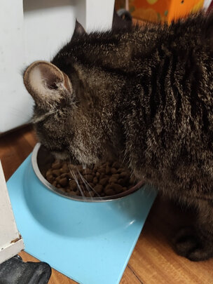 猫粮