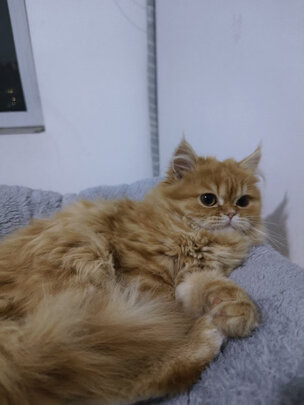 猫爬架