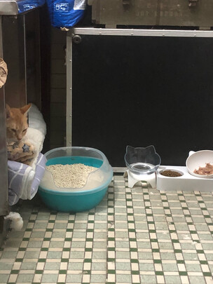 猫窝