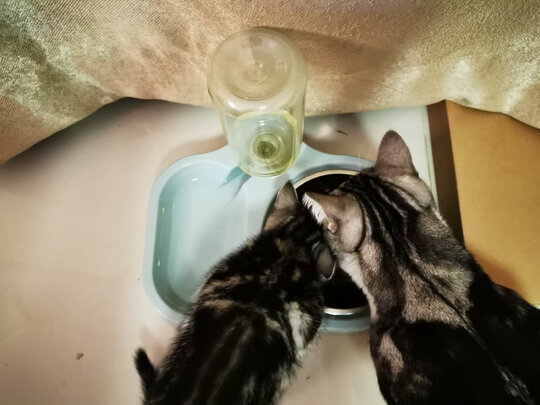 猫粮