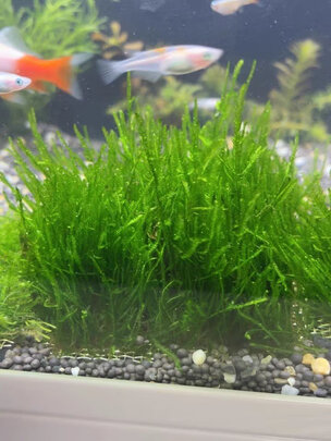 鱼缸硝化细菌