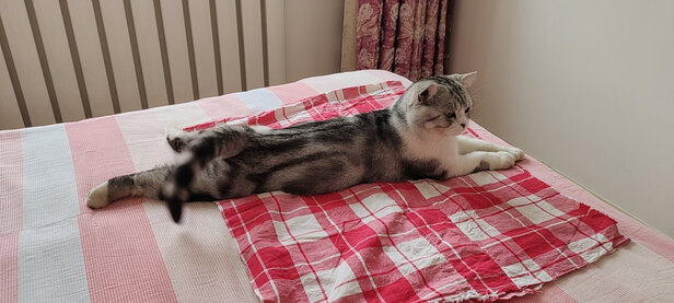 猫冻干