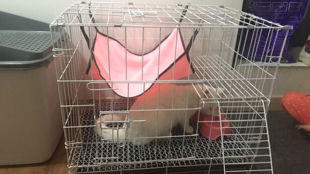  猫笼