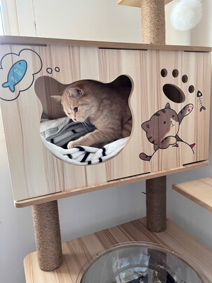 猫爬架