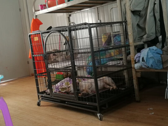 狗笼