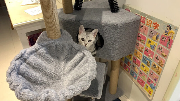 猫爬架