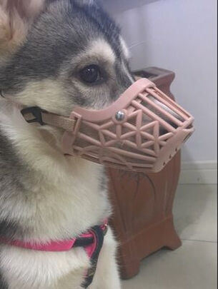 狗狗嘴套