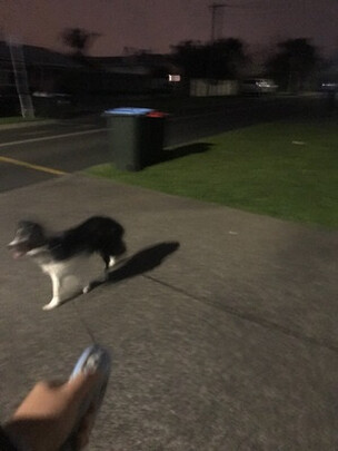 狗绳