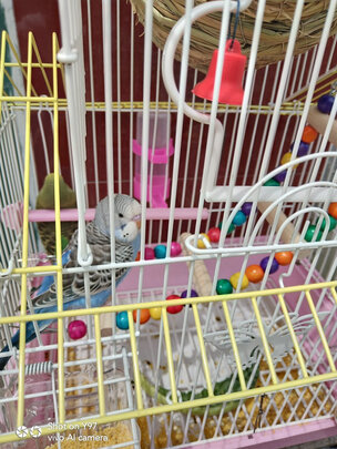 鸟粮