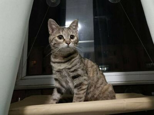 猫窝