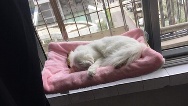 猫窝