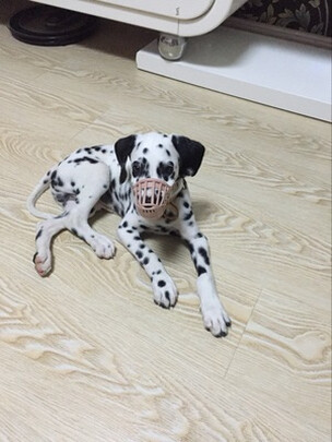 狗狗嘴套