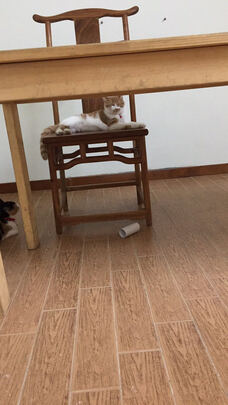 猫项圈