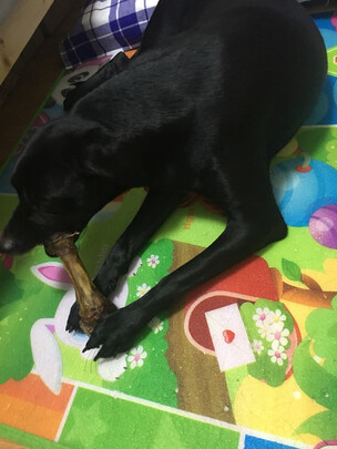 狗狗磨牙棒