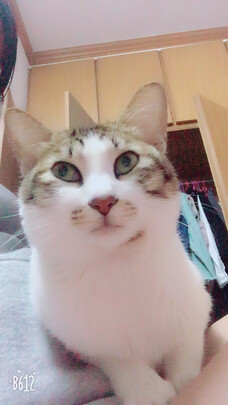 猫罐头