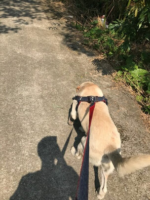 狗绳
