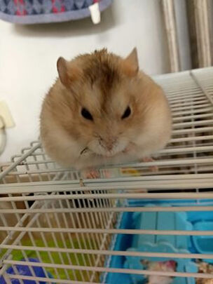 仓鼠木屑