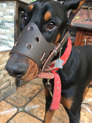 狗狗嘴套