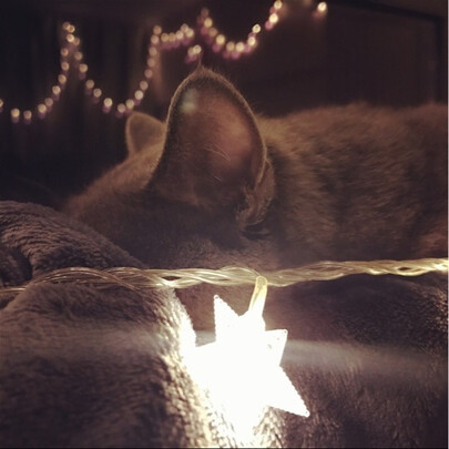 猫窝