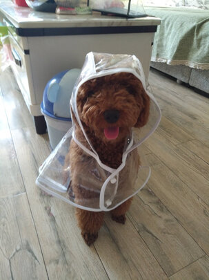 狗狗雨衣
