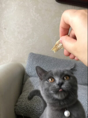 猫零食