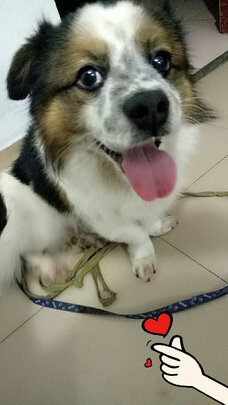 猫碗狗碗