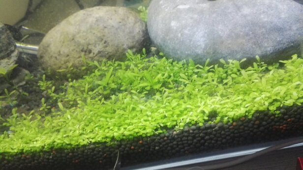 水草种子