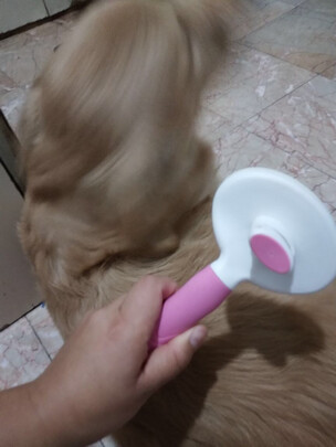 猫狗梳子