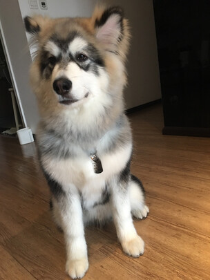 狗牌