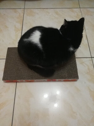 猫抓板