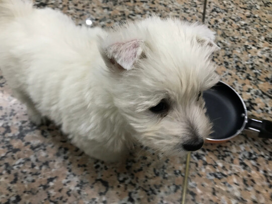 宠物水壶