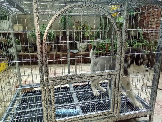  狗笼