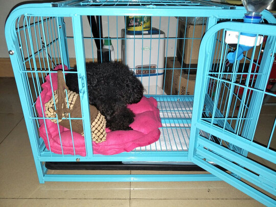 狗笼