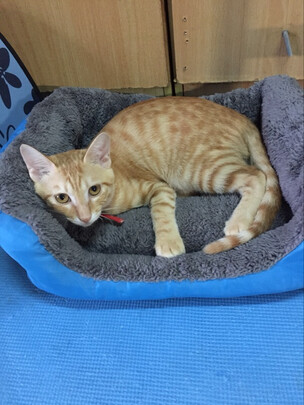 猫窝
