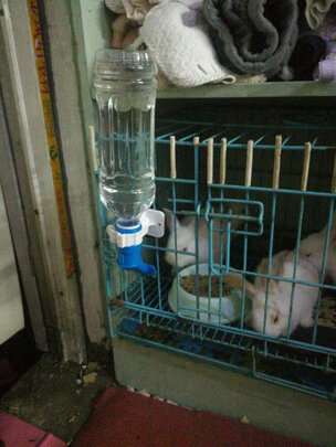 宠物水壶