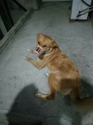 狗狗嘴套