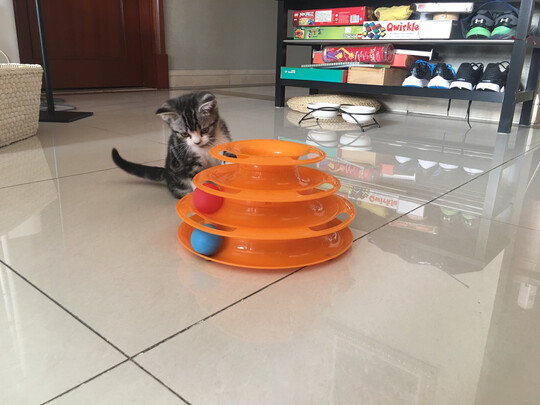 猫玩具
