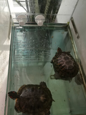 乌龟缸