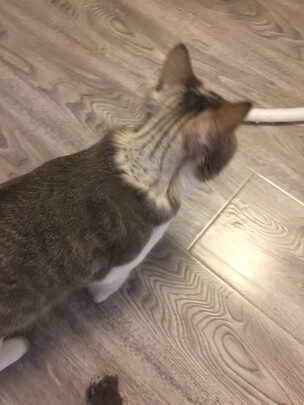 狗狗剃毛器