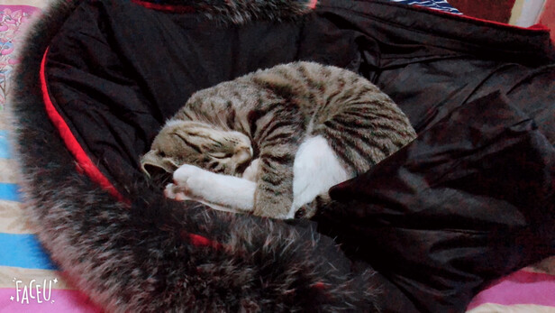 猫粮