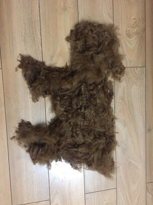  狗狗电推剪