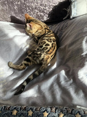 猫砂盆