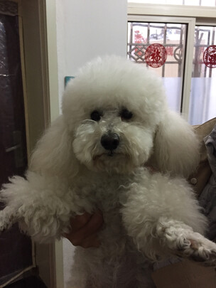 狗狗沐浴露