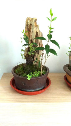 鱼缸造景石头