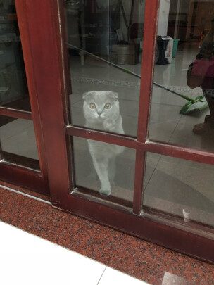 猫咪指甲剪