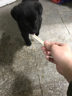 狗狗磨牙棒