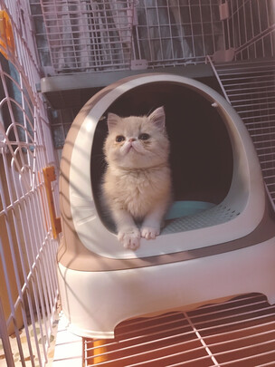 猫砂盆