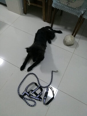 狗狗牵引绳