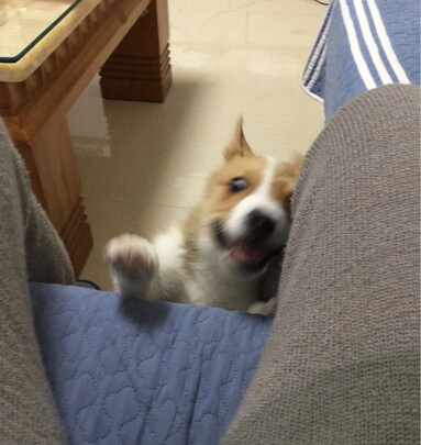 宠物护毛素